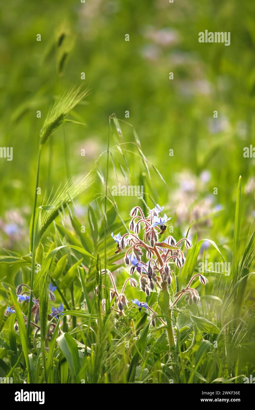 champ vert luxuriant rempli de diverses plantes et fleurs, y compris de délicates fleurs de bourrache sous la lumière du soleil Banque D'Images