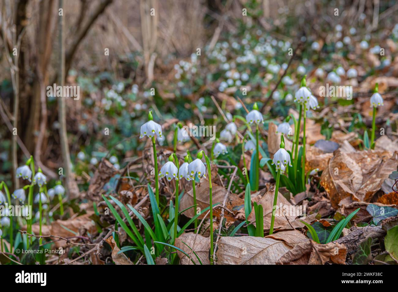 Flocon de neige printanier (Leucojum vernum), fleurissant dans une forêt marécageuse, Spring Valley dans le Tyrol du Sud, dans le nord de l'Italie. Mise au point sélective et backgrou flou Banque D'Images