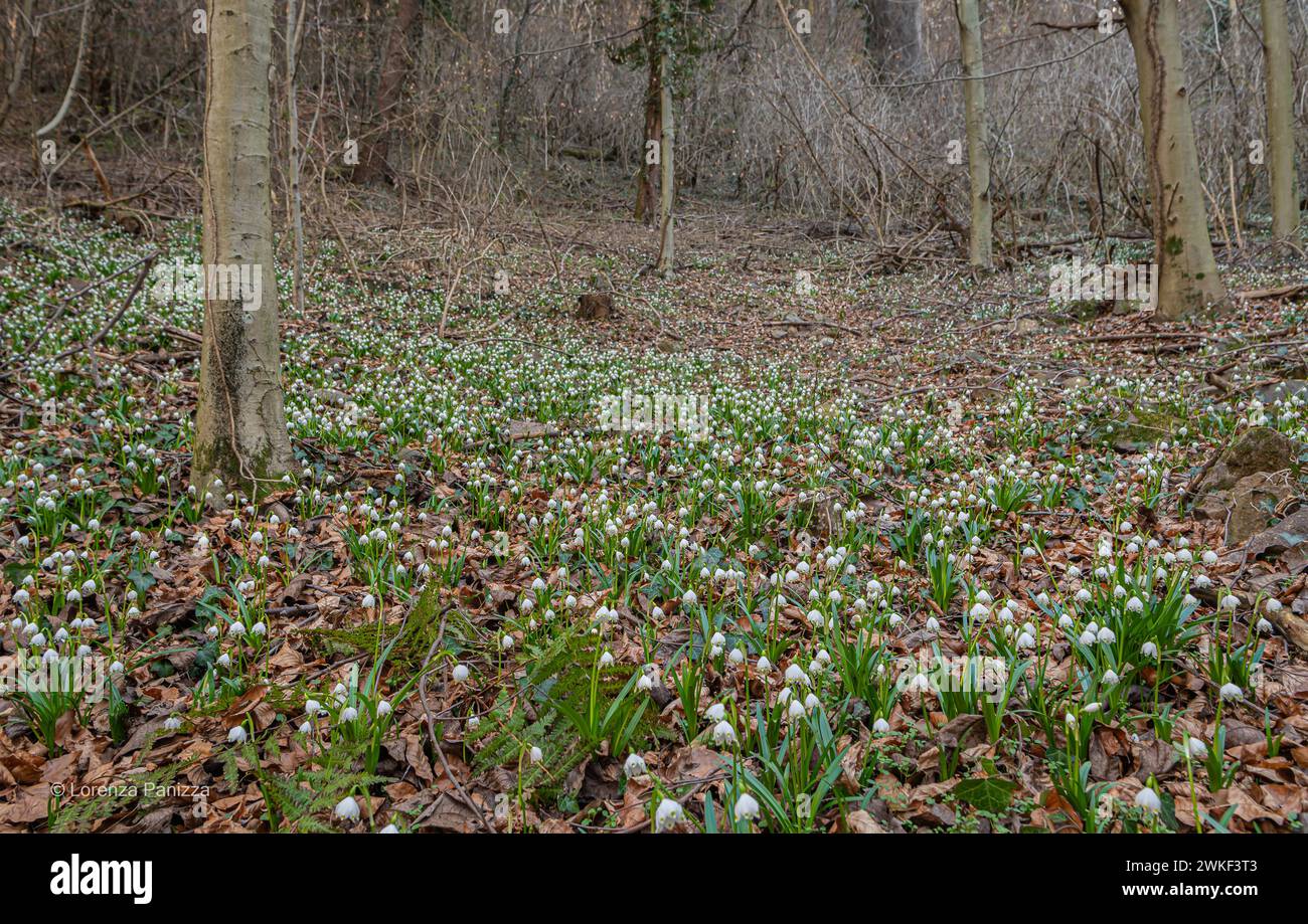 Flocon de neige printanier (Leucojum vernum), fleurissant dans une forêt marécageuse, Spring Valley dans le Tyrol du Sud, dans le nord de l'Italie. Mise au point sélective et backgrou flou Banque D'Images
