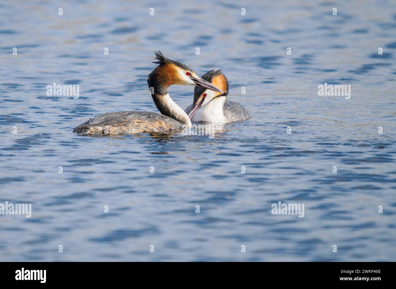 Great Crested Grebe paire à la réserve de Ham Wall sur le Somerset Levels UK Banque D'Images