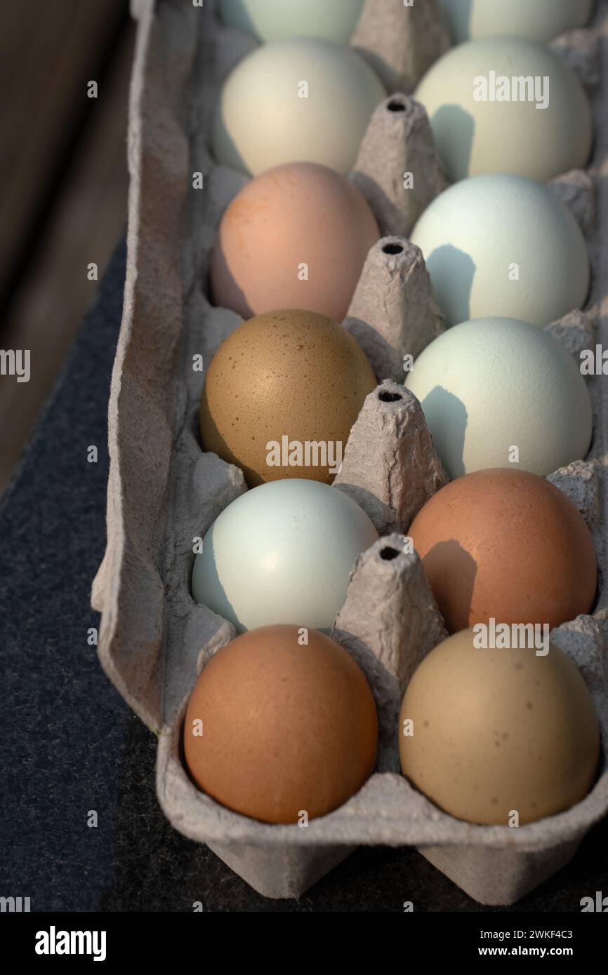 oeufs bruns et bleus dans le carton d'oeufs fermez des oeufs colorés biologiques nutritifs sains dans l'emballage en carton Banque D'Images