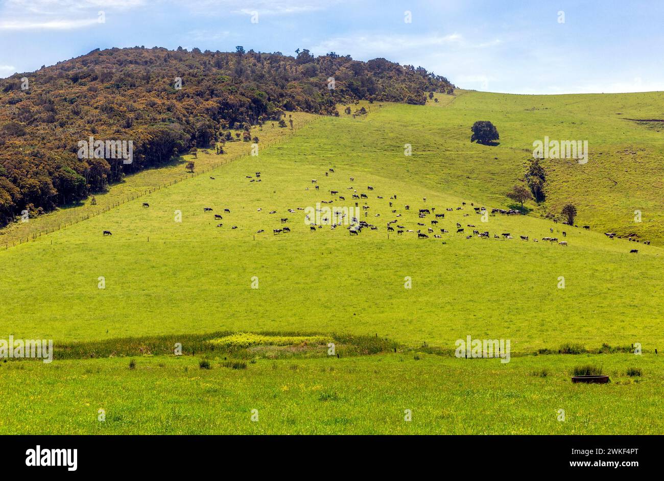 Pâturage pour bovins laitiers et réserve forestière près d'Aranga, te Tai Tokerau / région du Northland, te Ika-a-Maui / Île du Nord, Aotearoa / Nouvelle-Zélande. Banque D'Images