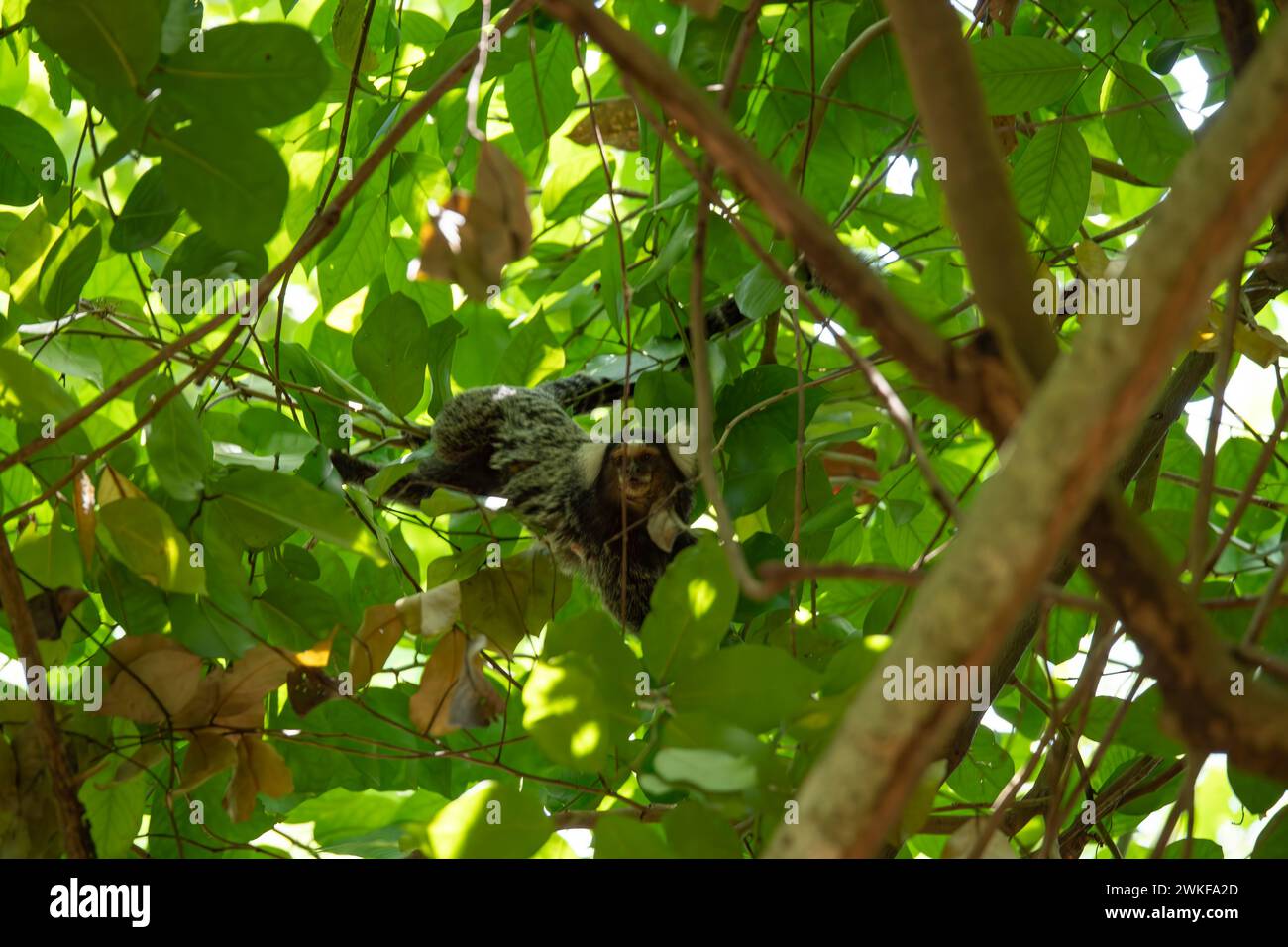 marmoset touffeté noir assis sur une branche dans un arbre Banque D'Images