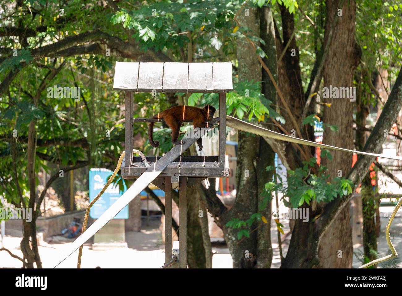 Singe capucin gardé dans un zoo au Brésil Banque D'Images