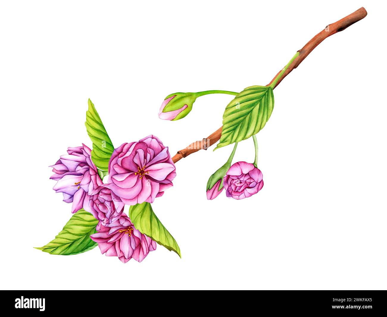 Branche de fleur de Sakura japonaise rose. Aquarelle illustration botanique fleurs au printemps. Boutons floraux dessinés à la main, pétales et feuilles de fleurs de cerisier Banque D'Images