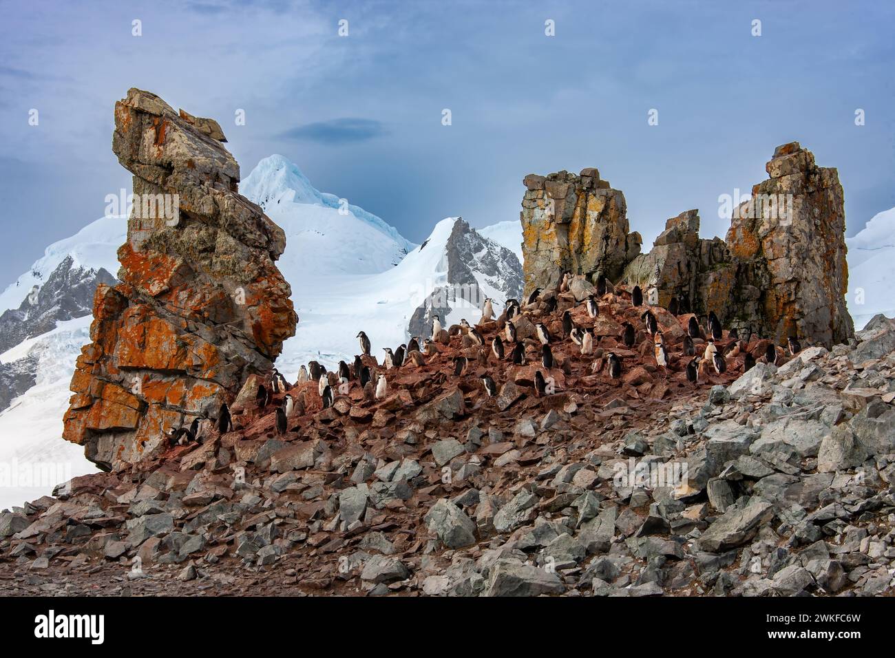 Une colonie de manchots Chinstrap ( Pygoscelis antarcticus ) près d'un pilier de roche basaltique ignée, sur une île au large de la péninsule Antarctique, Antarctique Banque D'Images