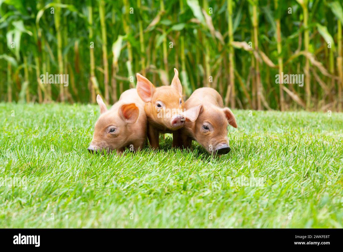 Trois bébés cochons debout devant un champ de maïs dans le nord-est de l'Iowa, été Banque D'Images