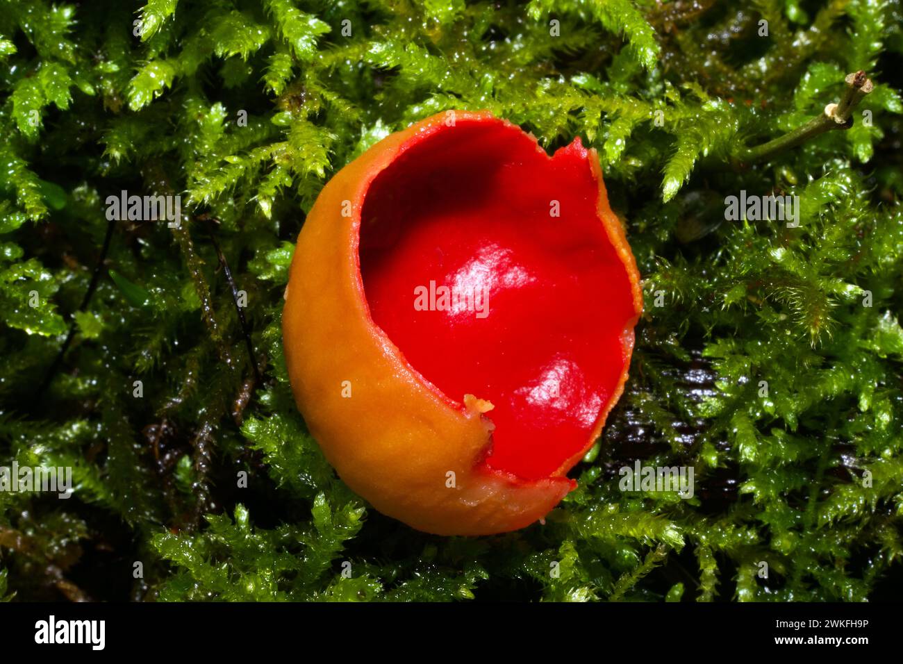 Sarcoscypha austriaca est presque identique à son proche parent Sarcoscypha coccinea. Le premier a des poils enroulés - les derniers cheveux droits. Banque D'Images