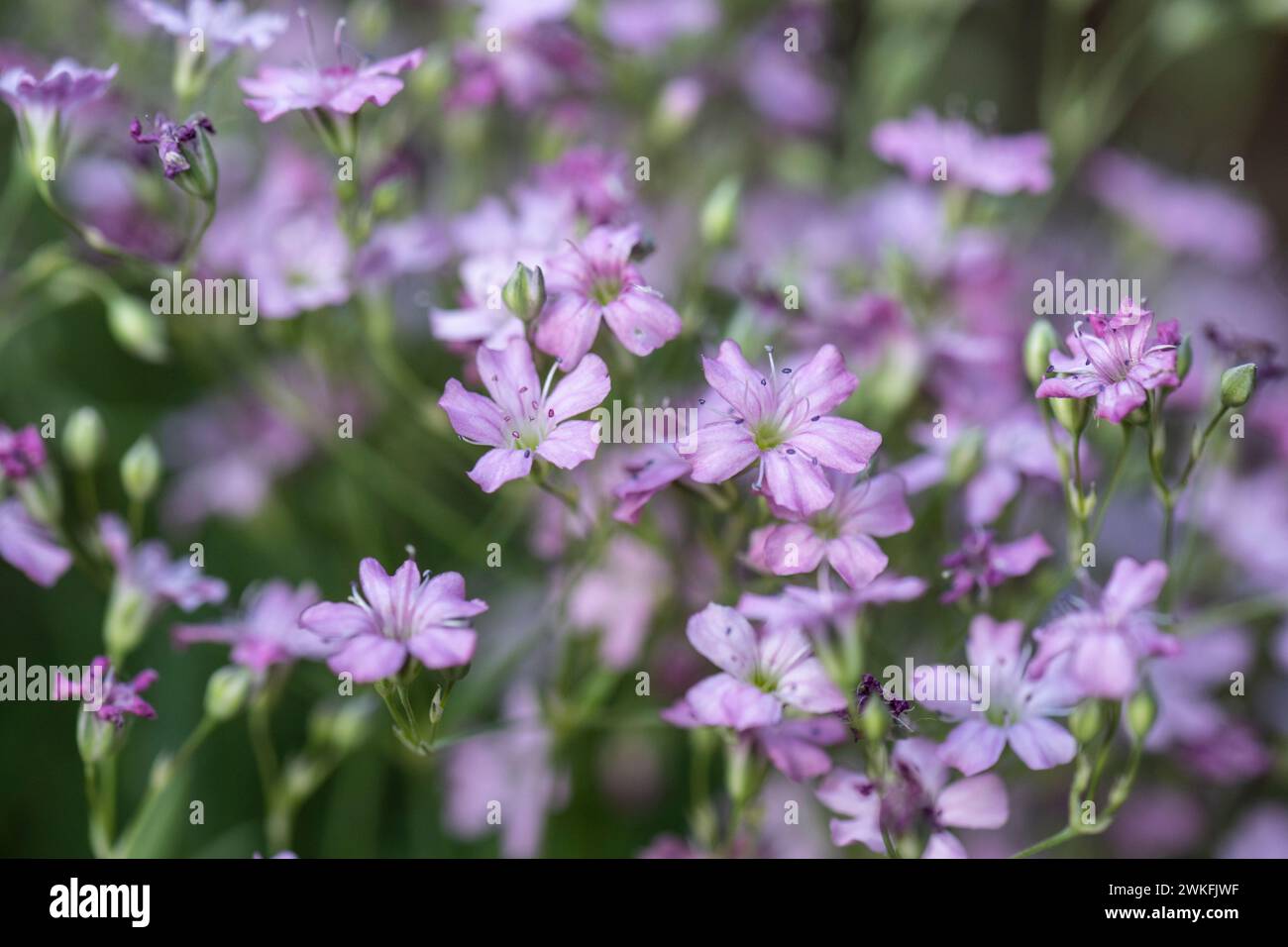 Gypsophila repens, la gypsophila alpine, souffle de bébé rampant grandissant dans le jardin de chalet Banque D'Images