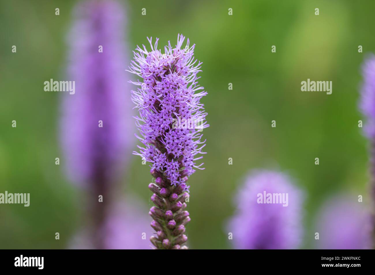 Liatris pycnostachya, Prairie Blazing Star, grande fleur mince de couleur lavande poussant dans le jardin de chalet Banque D'Images