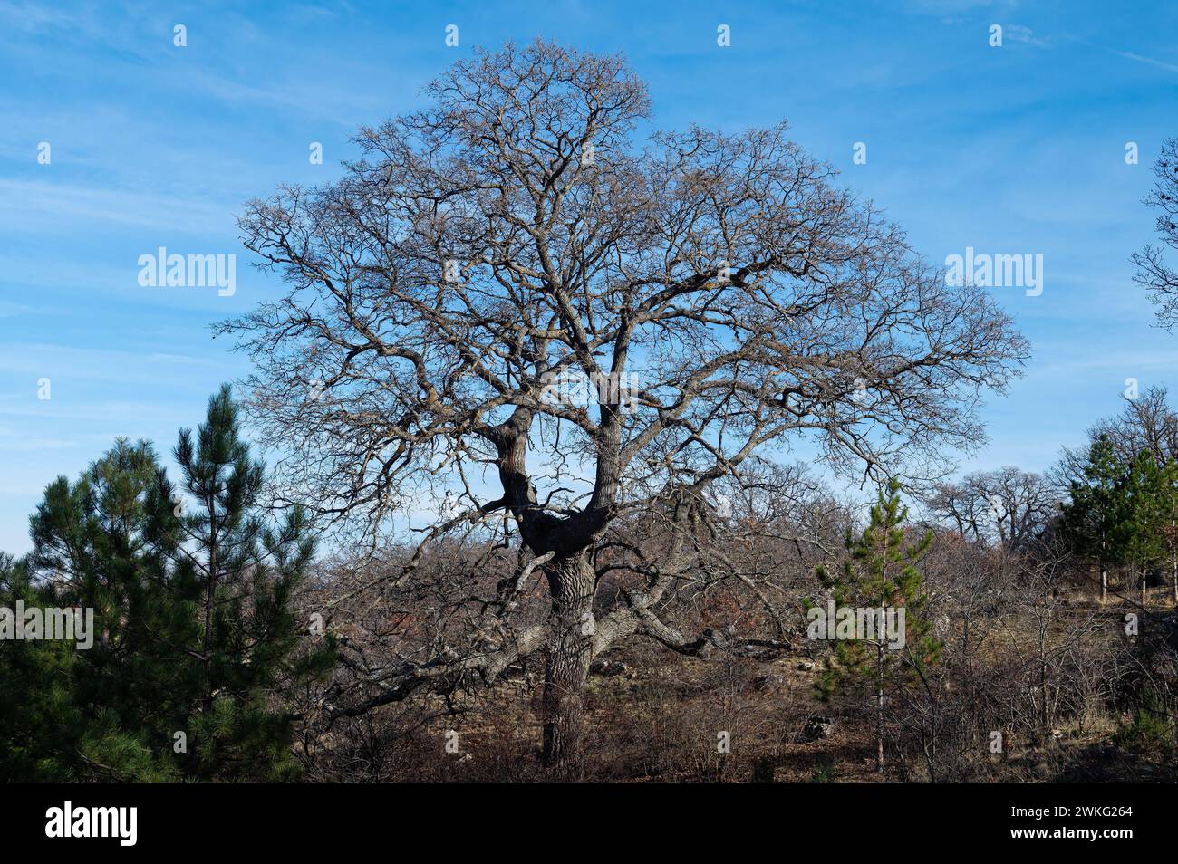 Vieux chêne dans la zone forestière. Banque D'Images