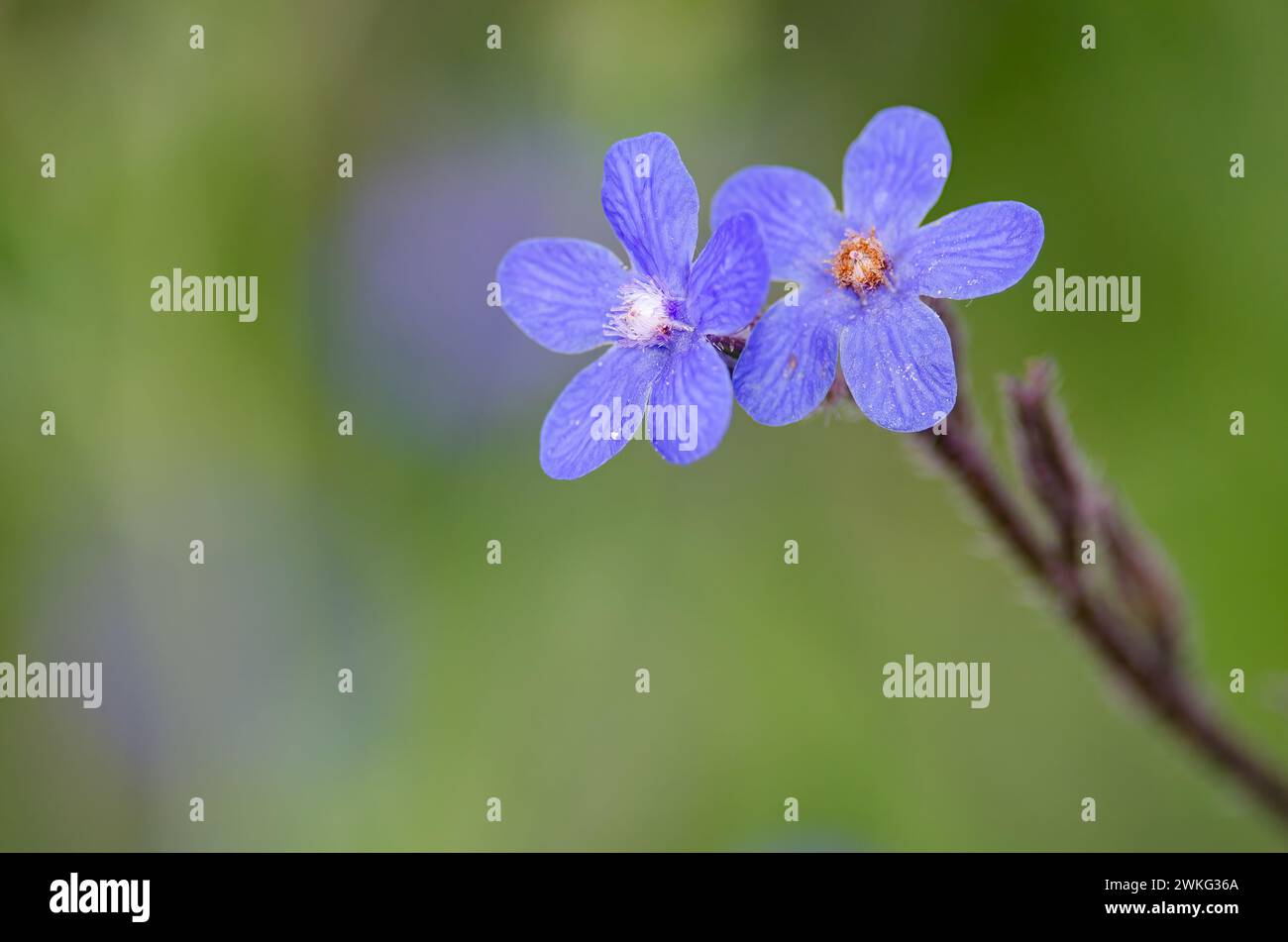 Anchusa azurea - plante sauvage au printemps. Banque D'Images