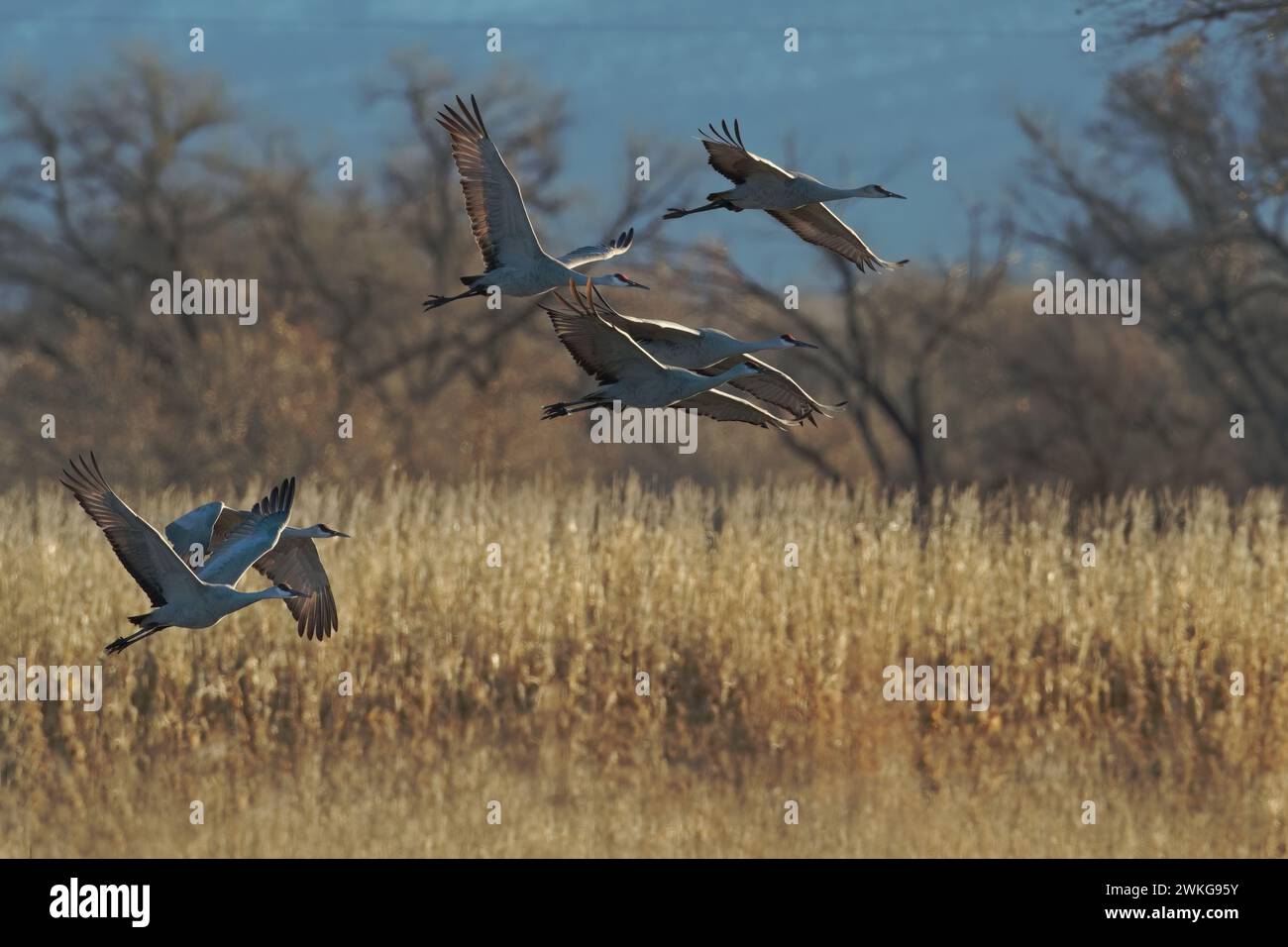 De belles et majestueuses grues de sable volent du champ d'hiver à Bernardo Wildlife Area dans le comté de Socorro, au Nouveau-Mexique Banque D'Images