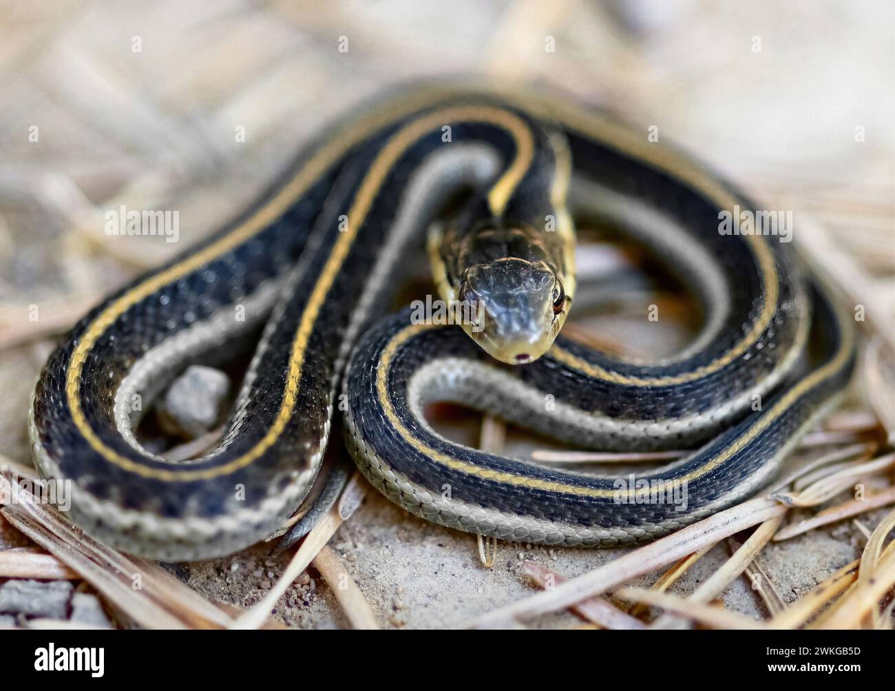 Forme intergrade ou serpent-Garrette aquatique juvénile dans une posture de défense typique. MT. Tamalpais, Comté de Marin, Californie, États-Unis. Banque D'Images