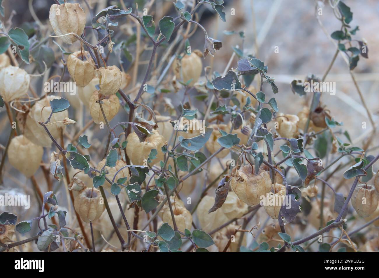Yellow Nightshade Groundcherry, Physalis Crassifolia, une herbe indigène présentant des enveloppes bronzées enfermant des fruits à baies, hiver dans le désert de la vallée de Borrego. Banque D'Images