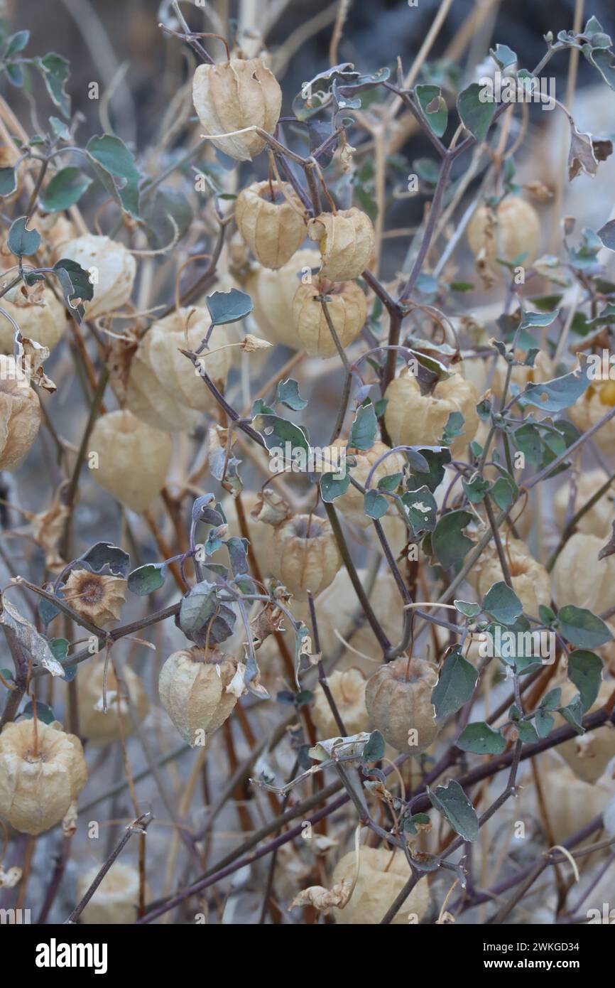 Yellow Nightshade Groundcherry, Physalis Crassifolia, une herbe indigène présentant des enveloppes bronzées enfermant des fruits à baies, hiver dans le désert de la vallée de Borrego. Banque D'Images