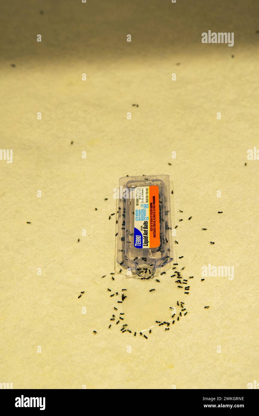 Les fourmis convergent sur l'appât liquide Terro pour fourmis sur le comptoir de la cuisine. Portland, Oregon. Banque D'Images