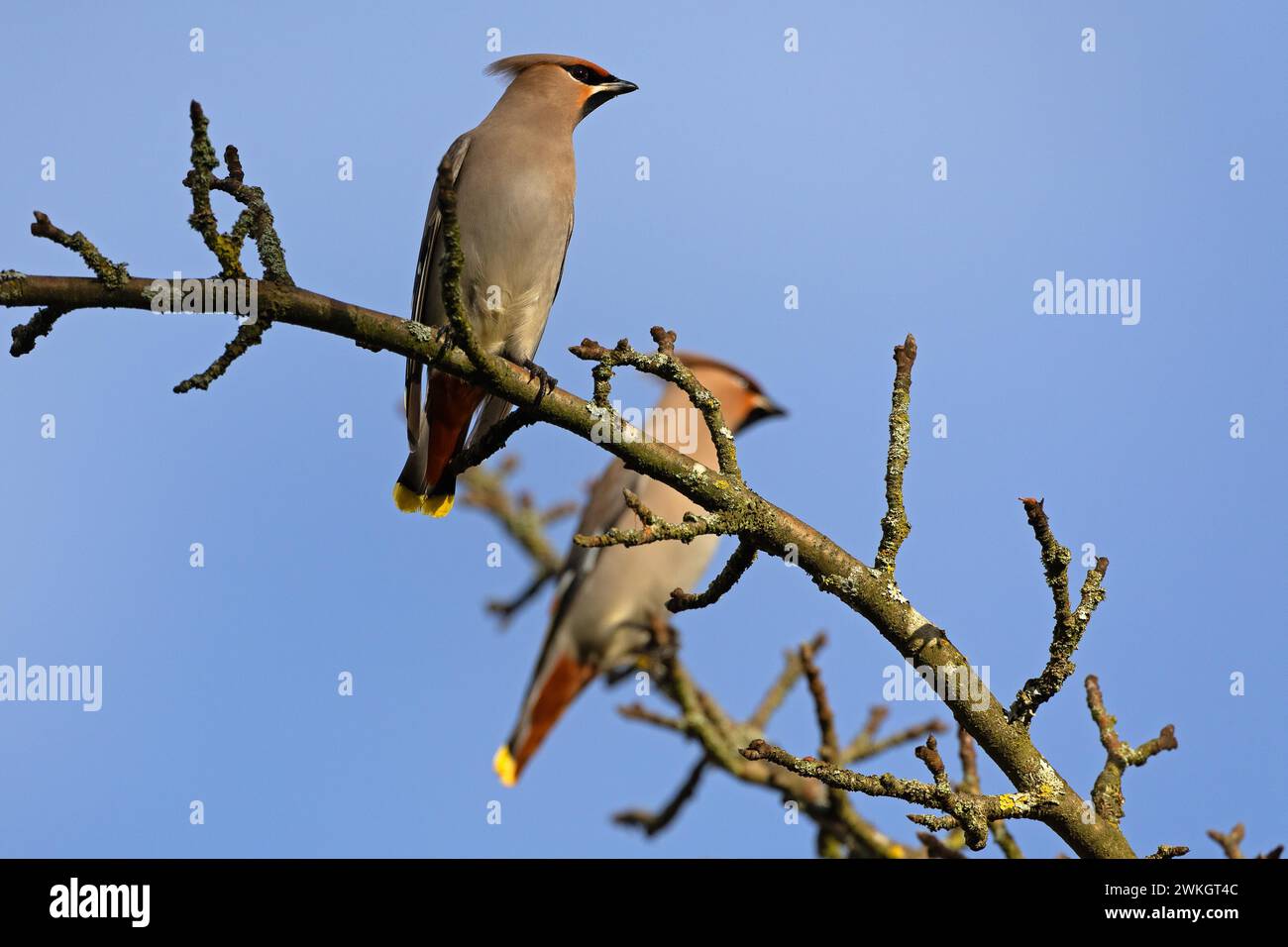 Épilation de Bohême (Bombycilla garrulus), visiteur hivernal, oiseau d'invasion, Thuringe, Allemagne Banque D'Images