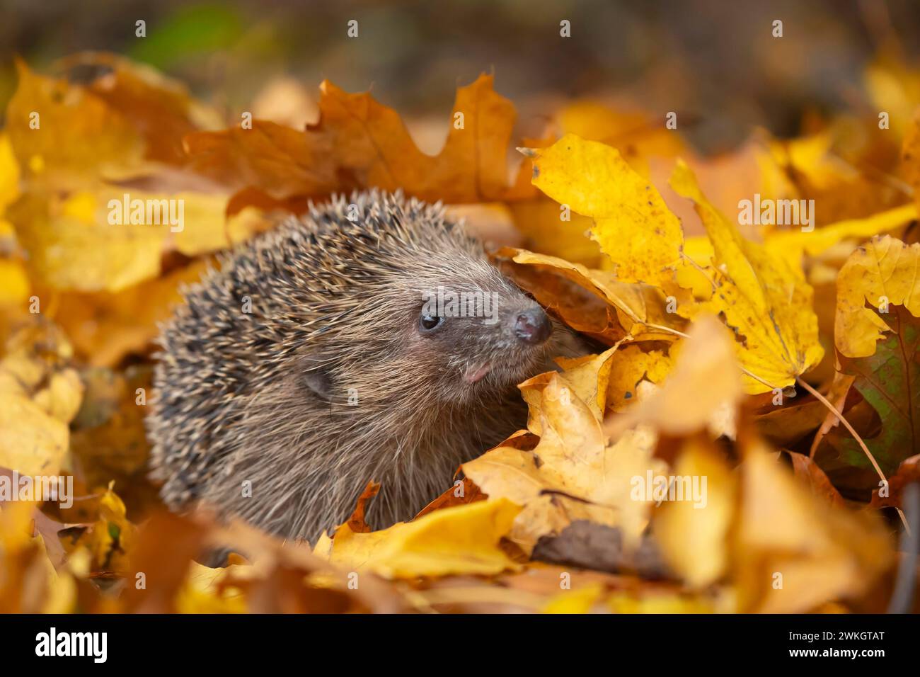 Hérisson européen (Erinaceus europaeus) adulte émergeant d'un tas de feuilles d'automne tombées, Suffolk, Angleterre, Royaume-Uni Banque D'Images