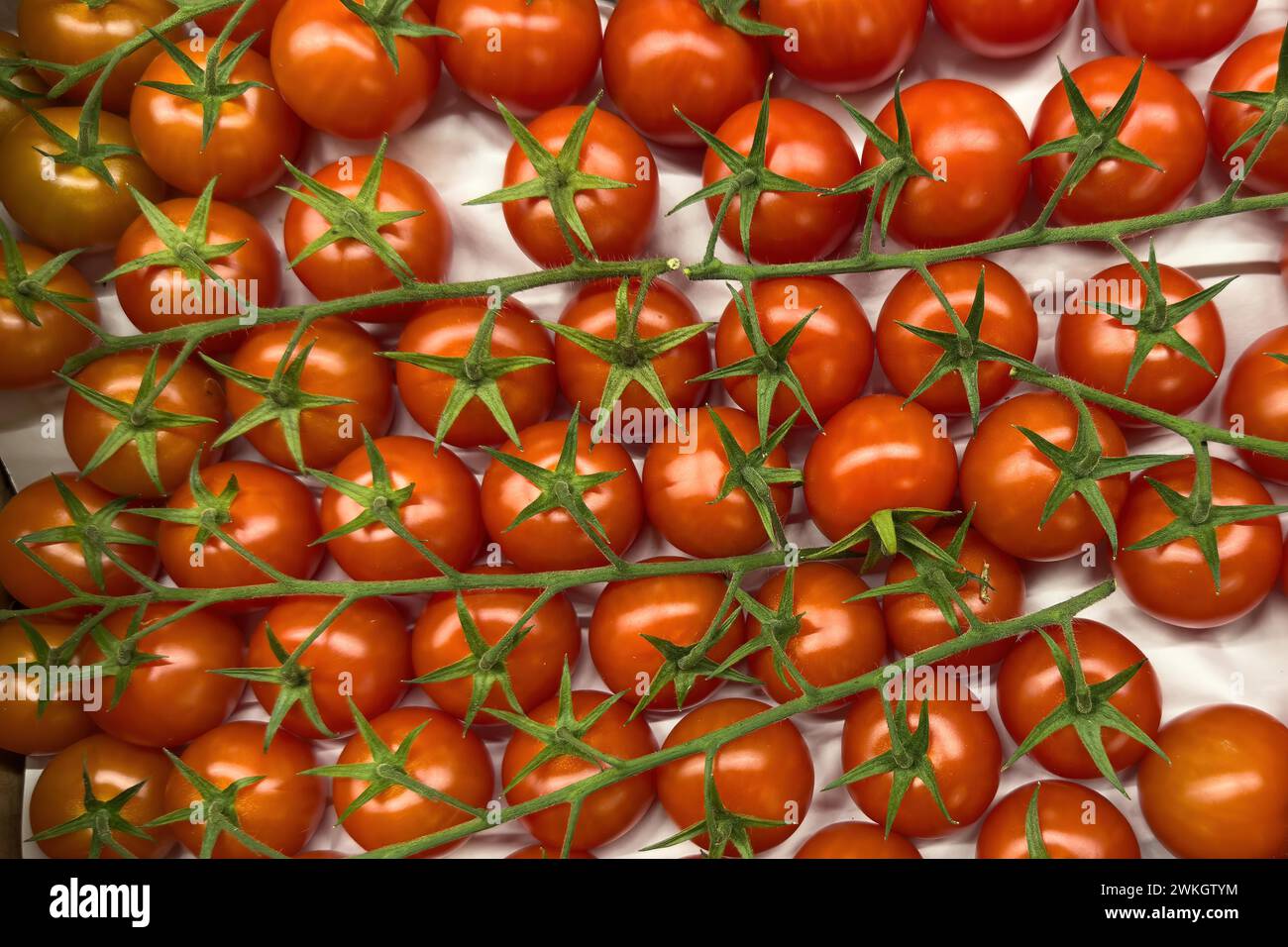 Paniculer tomates sur l'affichage dans l'épicerie détaillant alimentaire détaillant alimentaire supermarché, Allemagne Banque D'Images