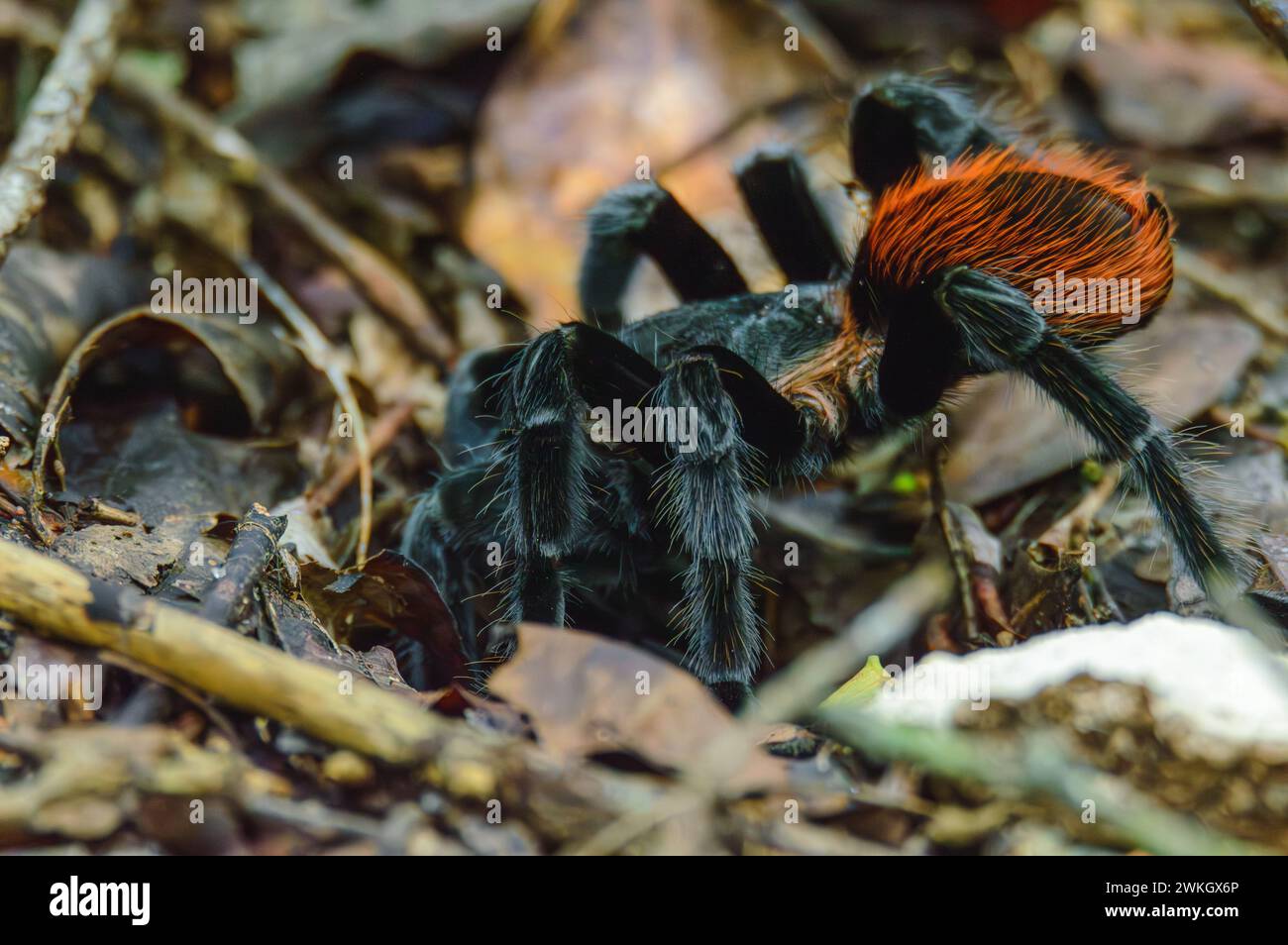 Tarentule rouge mexicaine, vagans de Tliltocatl, à l'extérieur de Burrow After Rain Banque D'Images