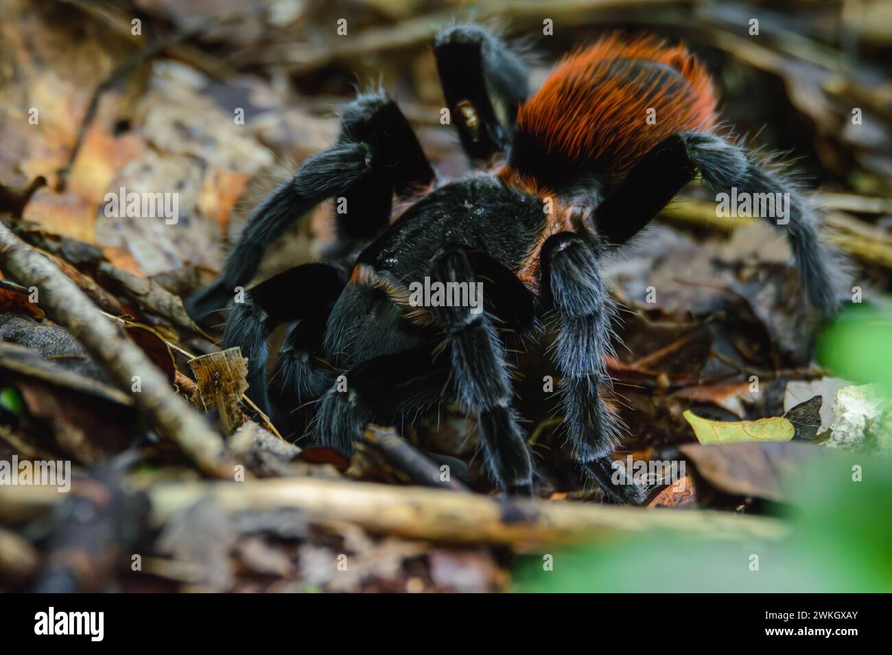 Tarentule rouge mexicaine, vagans de Tliltocatl, à l'extérieur de Burrow After Rain Banque D'Images