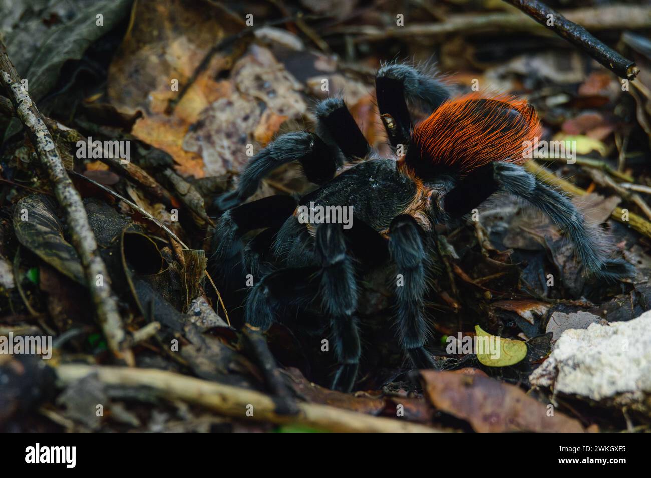 Tarentule rouge mexicaine, vagans de Tliltocatl, à l'extérieur de Burrow After Rain Banque D'Images