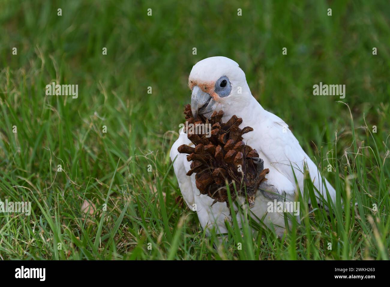 Un adulte australien petit Corella -Cacatua sanguinea- oiseau sur le sol mangeant un pin graine de pomme de pin regardant la caméra dans une lumière douce Banque D'Images