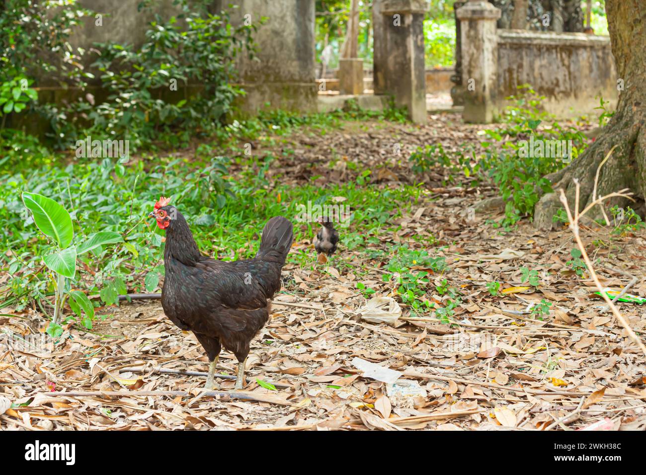 Poulet poule fermier noir dans le jardin avec de nombreuses feuilles séchées Banque D'Images