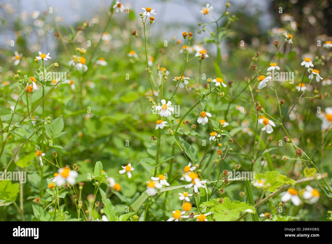 Bidens Pilosa Marguerite poussent à l'état sauvage près de la rivière Banque D'Images