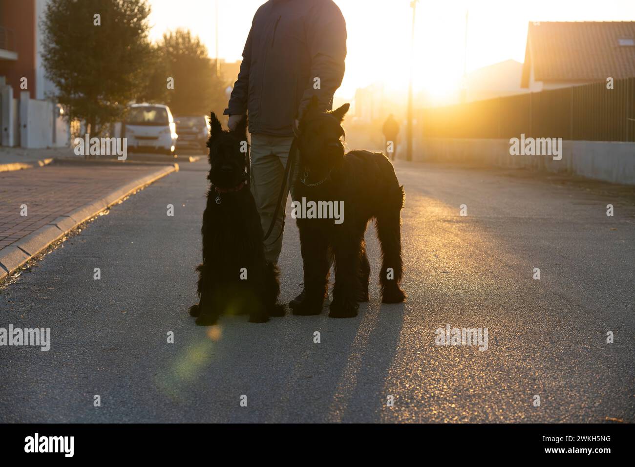 Un homme avec deux chiens marchant Banque D'Images