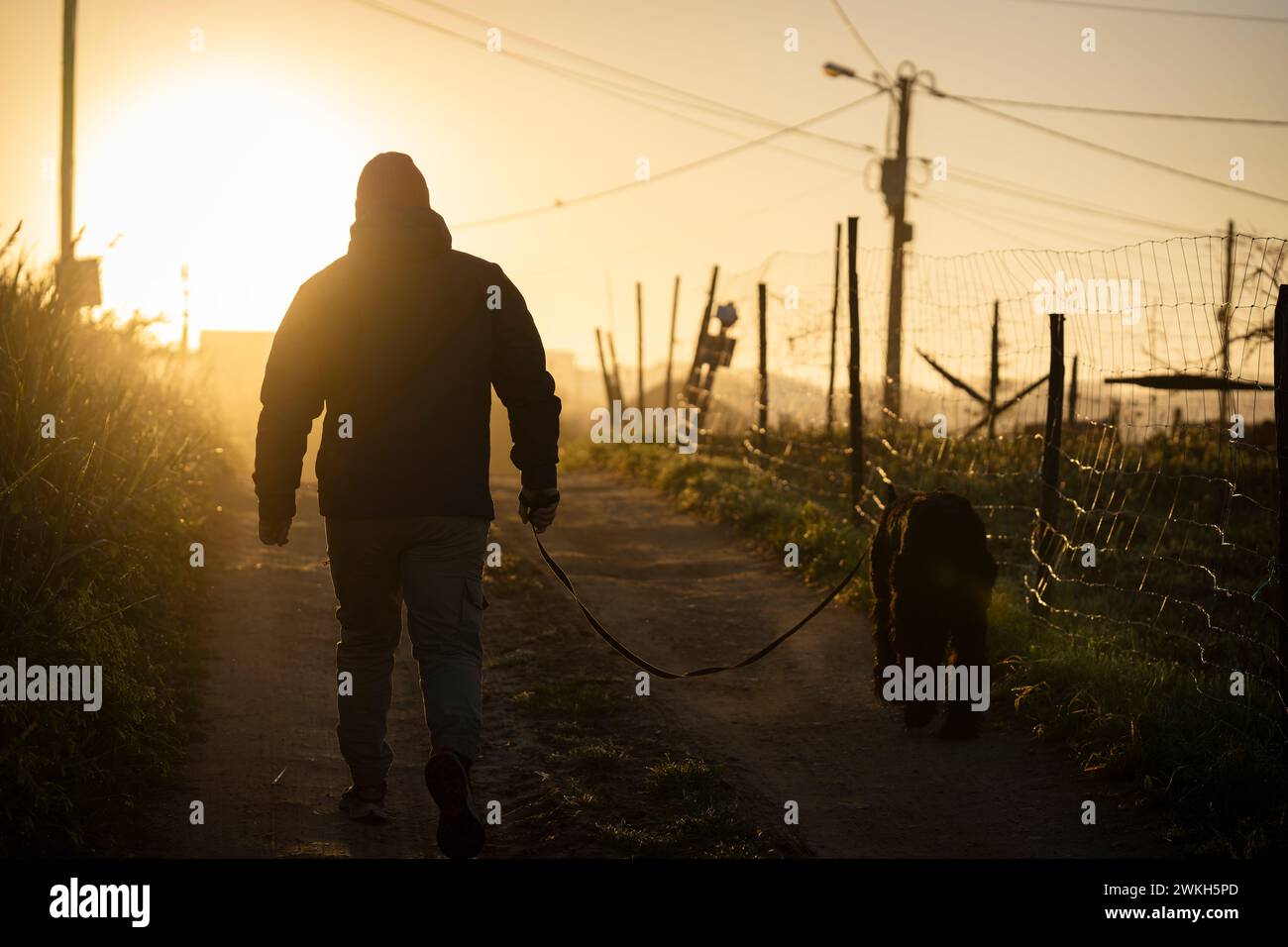 Un homme avec deux chiens marchant Banque D'Images