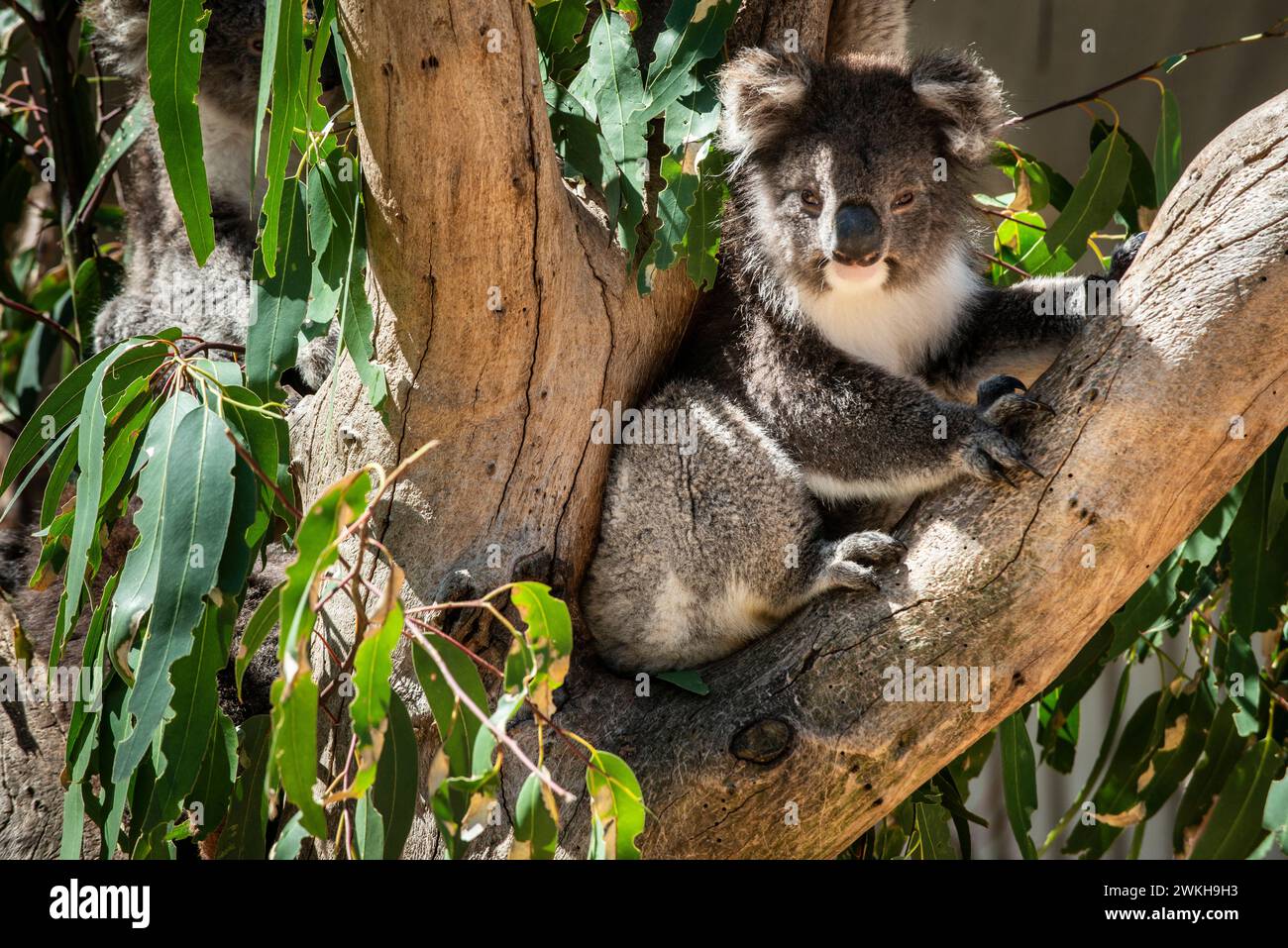 Koala, au parc animalier de Kangaroo Island, Kangaroo Island, Australie méridionale Banque D'Images