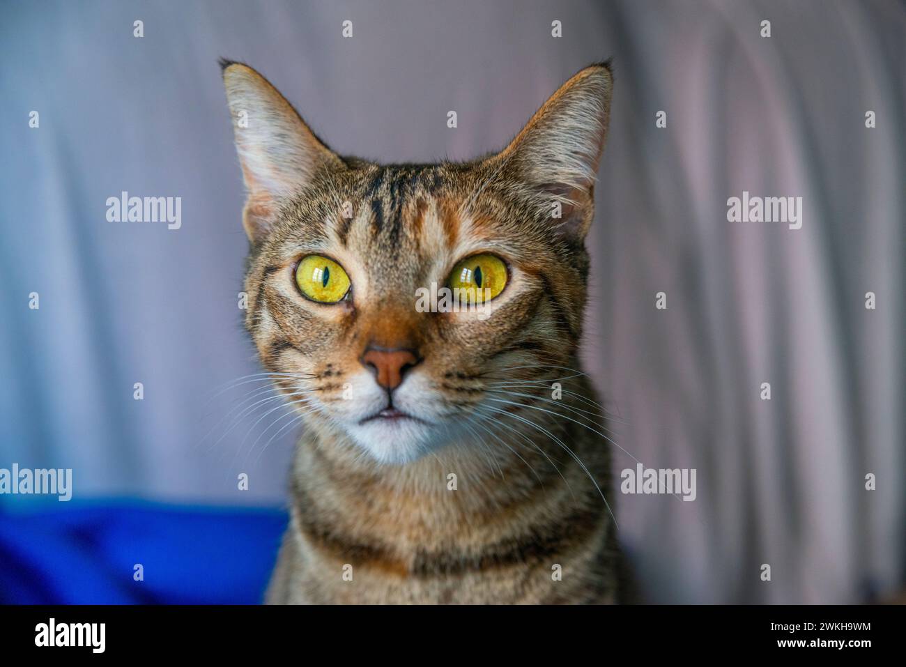 Chat tigré à la maison. Banque D'Images