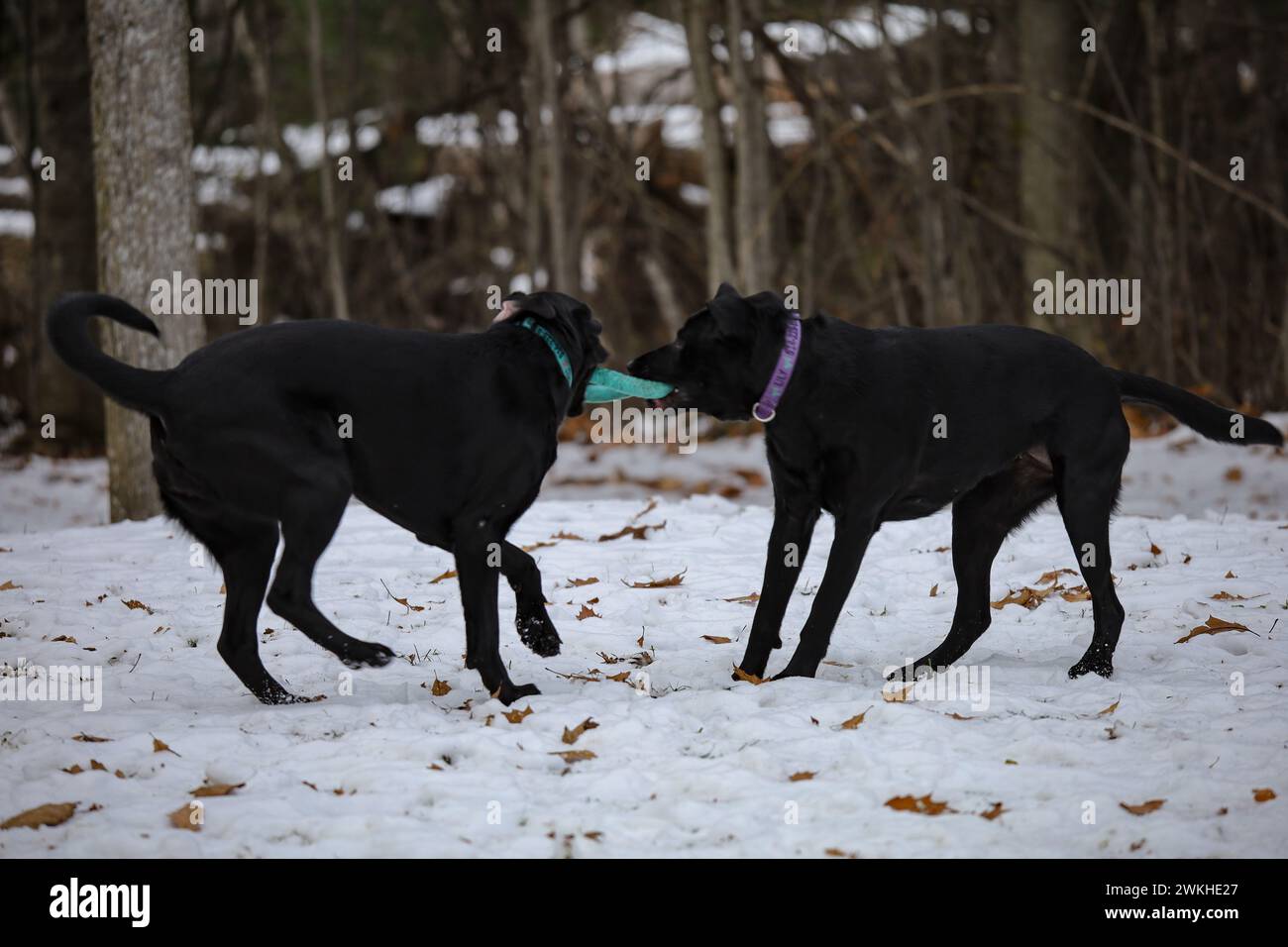 Les deux chiens bousculent dans un paysage enneigé avec des arbres en arrière-plan Banque D'Images