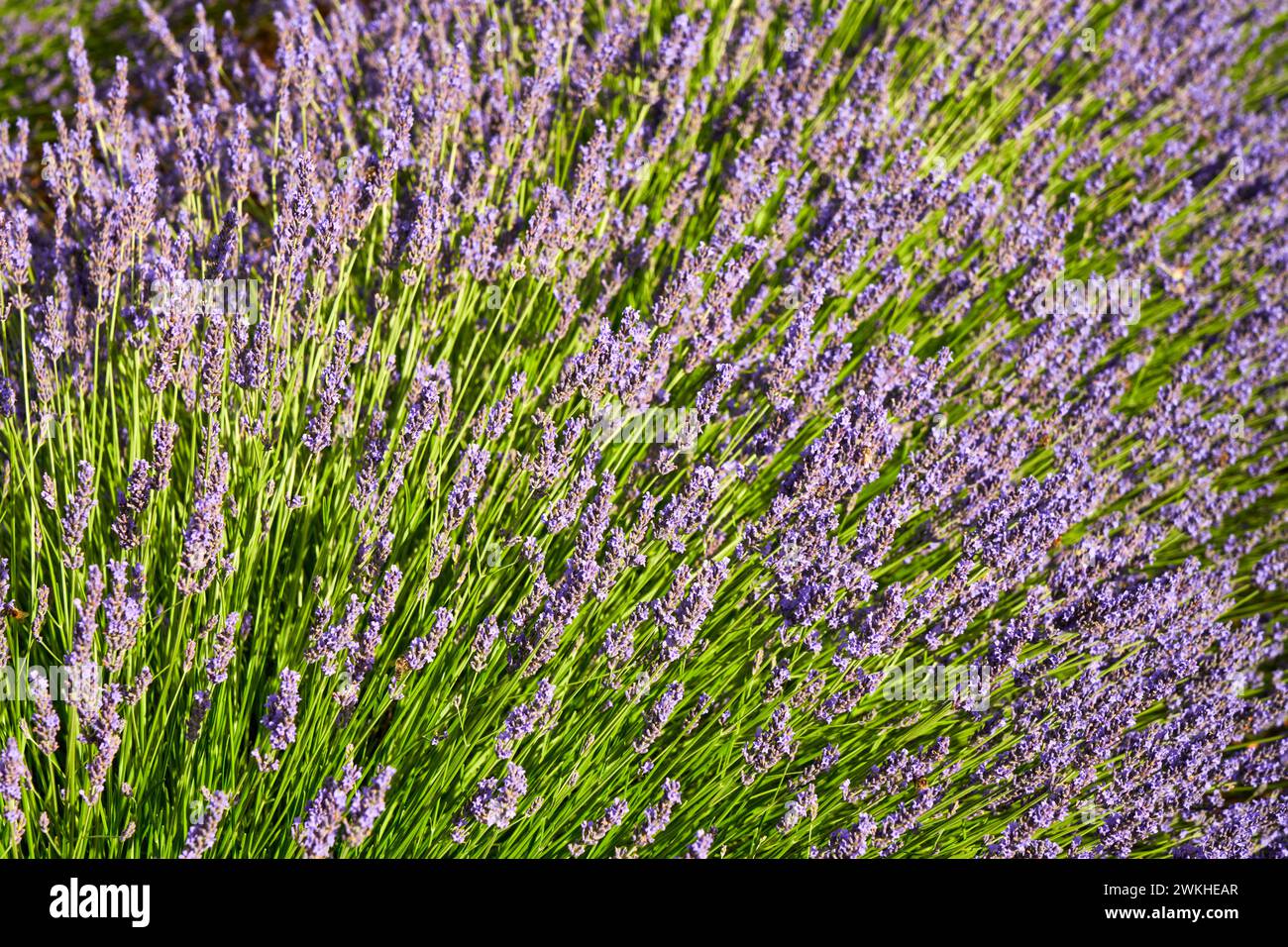 Culture de Lavande, Lavande en fleurs, Valensole, Alpes-de-haute-Provence, Provence-Alpes-Côte d'Azur, France, Europe Banque D'Images