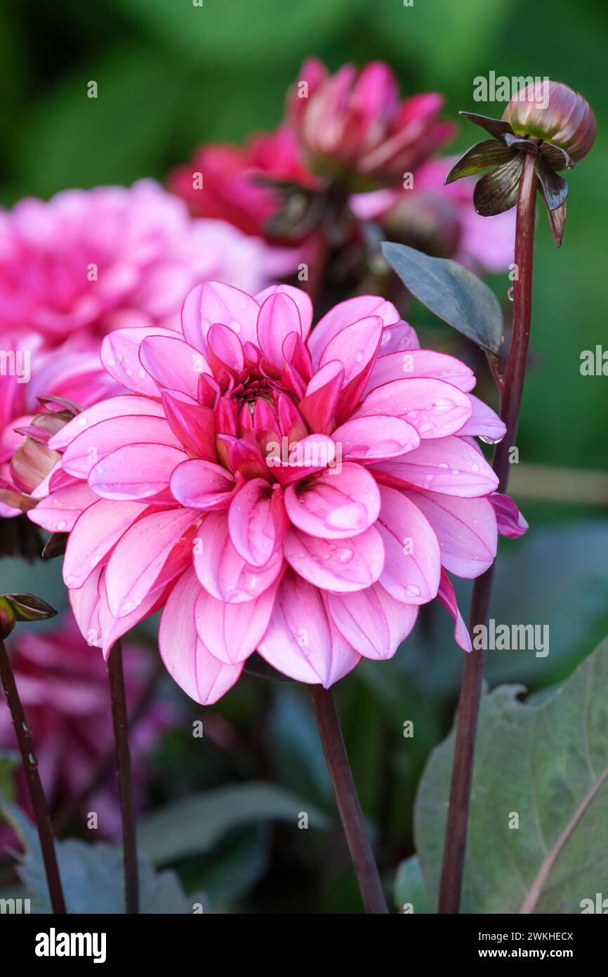 Dahlia décorative Melissa Anna Marijke, centre cerise, bouquets violets clairs, veines violettes rougeâtres Banque D'Images