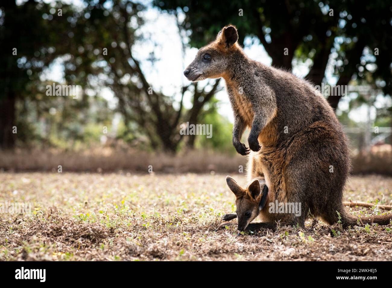 Wallaby et Joey, au parc animalier de Kangaroo Island, Kangaroo Island, Australie méridionale, Kangaroo Island, Australie méridionale Banque D'Images