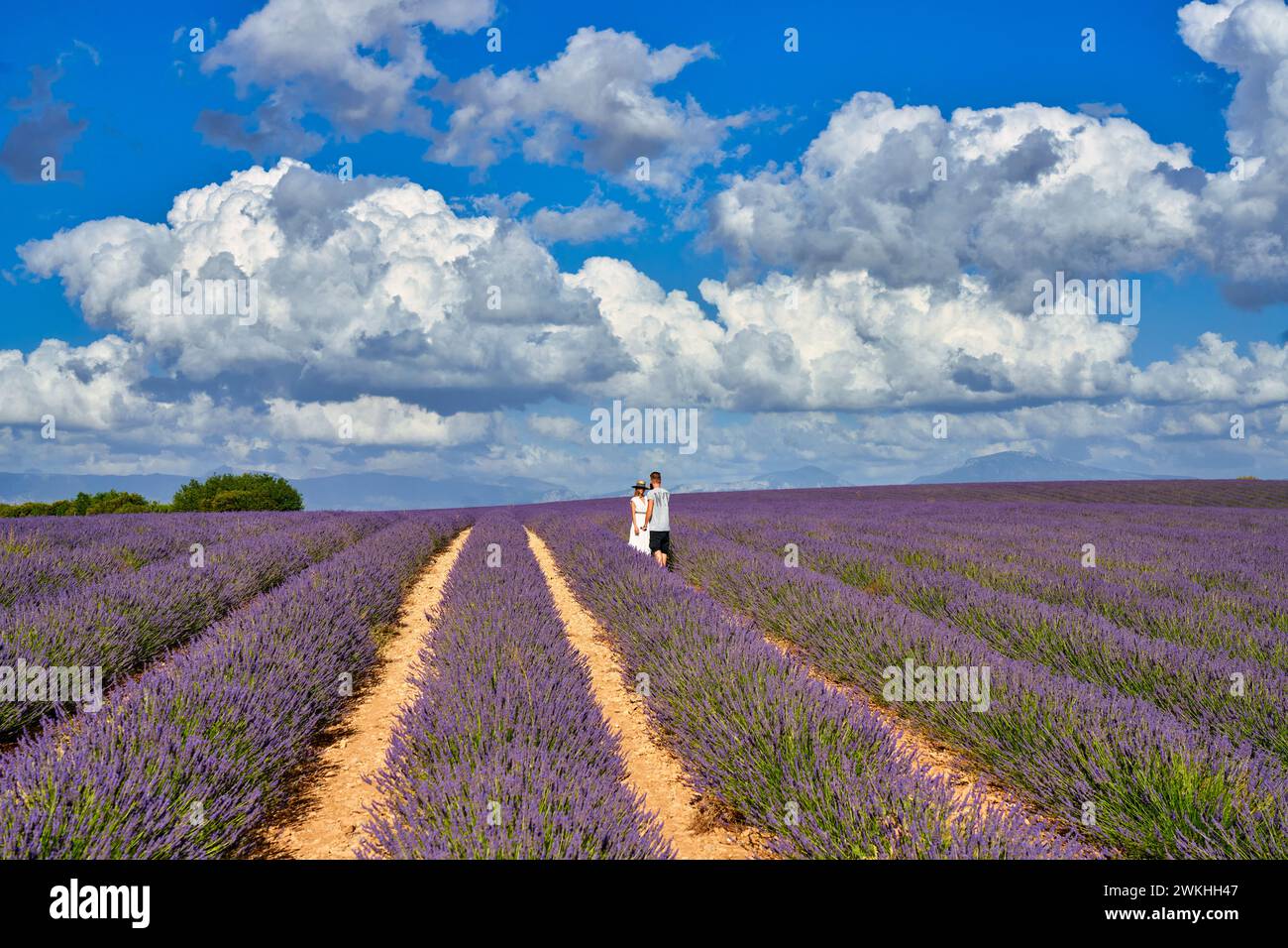 Culture de Lavande, Lavande en fleurs, Valensole, Alpes-de-haute-Provence, Provence-Alpes-Côte d'Azur, France, Europe Banque D'Images