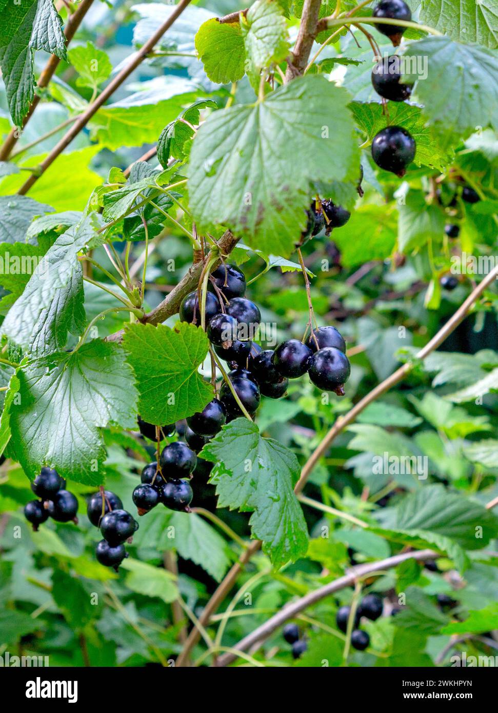Branche noire de cassis avec fruits. Cassis biologique dans un verger. Branches avec fruits juteux. Gros plan du currant mûr sur la branche dans le jardin. Banque D'Images