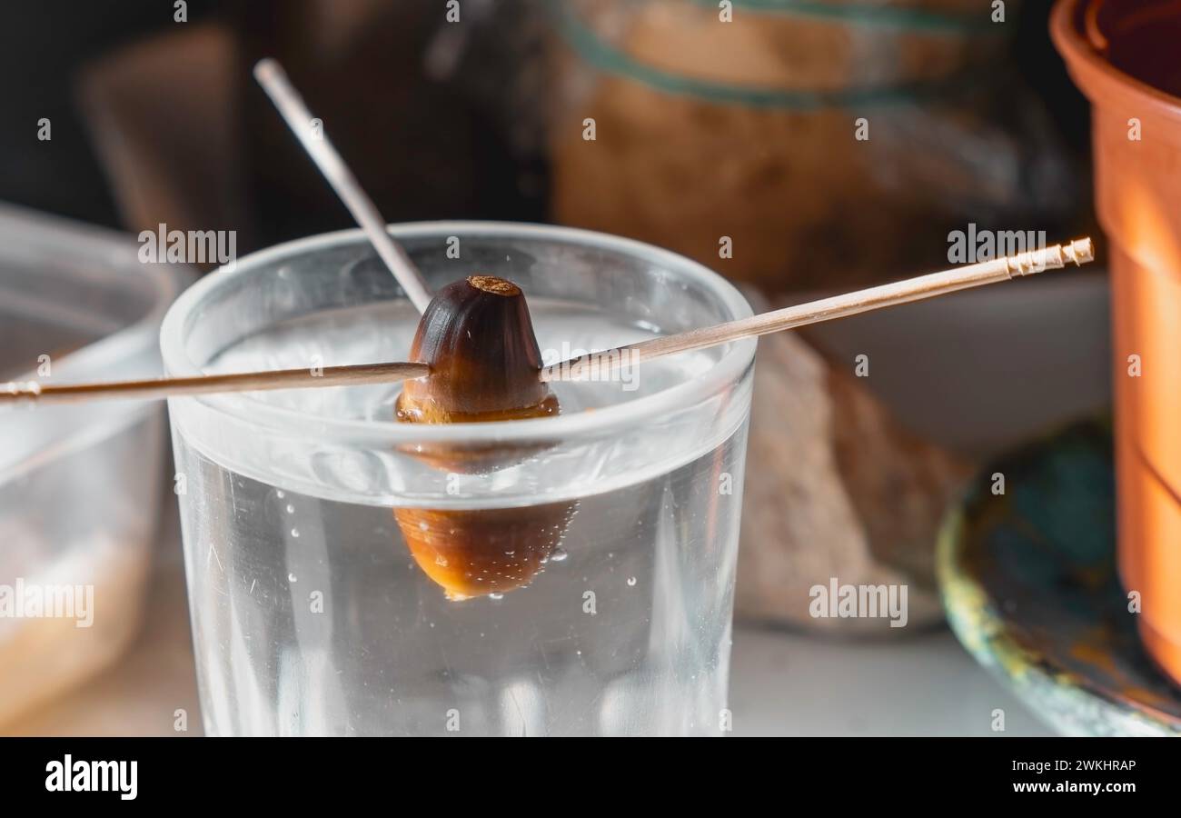 Processus de culture d'avocat à partir de graines avec des bâtons dans un verre d'eau placé sur la table Banque D'Images Processus de culture d'avocat à partir de graines avec des bâtons dans un verre d'eau placé sur la table Banque D'Images