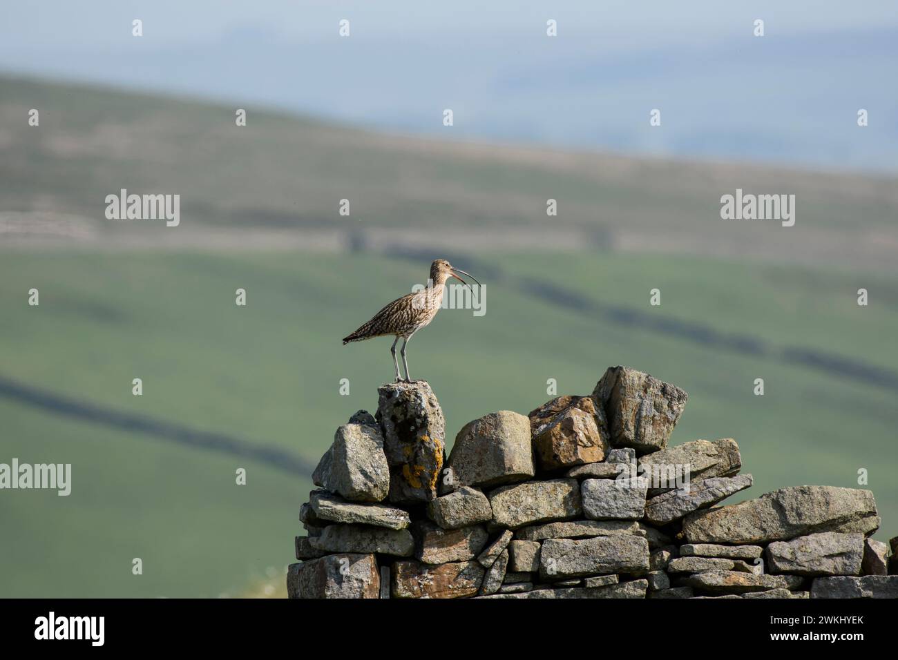 Courlis eurasien Numenius arquata, appelant, perché sur des ruines de grange en pierre dans le paysage des hautes terres, habitat de reproduction, Pennines du Nord, comté de Durham, juin. Banque D'Images