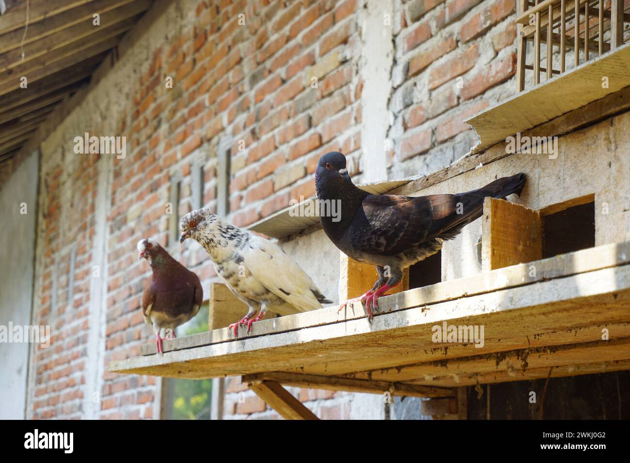 Photo de stock d'oiseau mignon dans la cage sur fond intérieur de café, oiseau domestique mignon. Adorable perroquet animal de compagnie dans une cage sécurisée, un perroquet tropical avec f blanc Banque D'Images