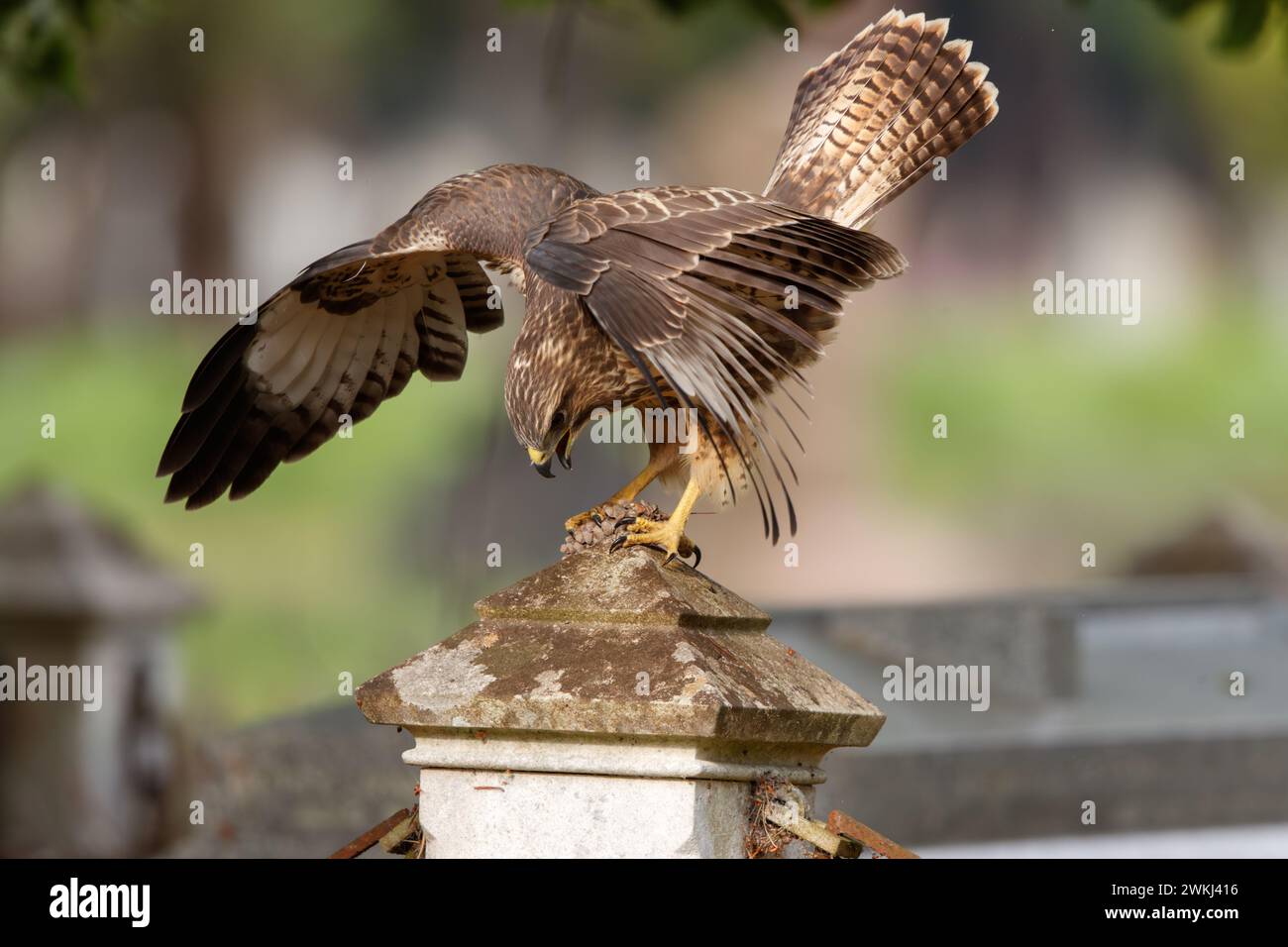 Buzzard dans le cimetière Banque D'Images Buzzard dans le cimetière Banque D'Images