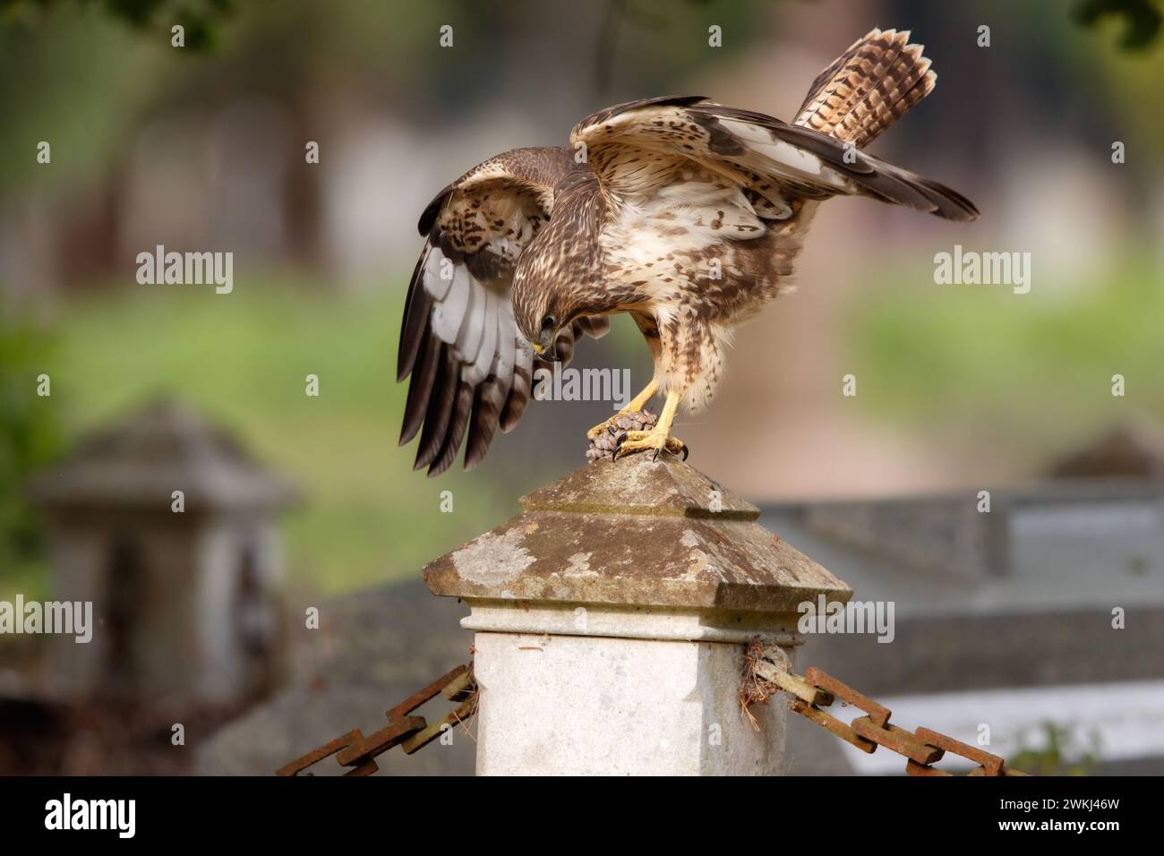 Buzzard dans le cimetière Banque D'Images Buzzard dans le cimetière Banque D'Images