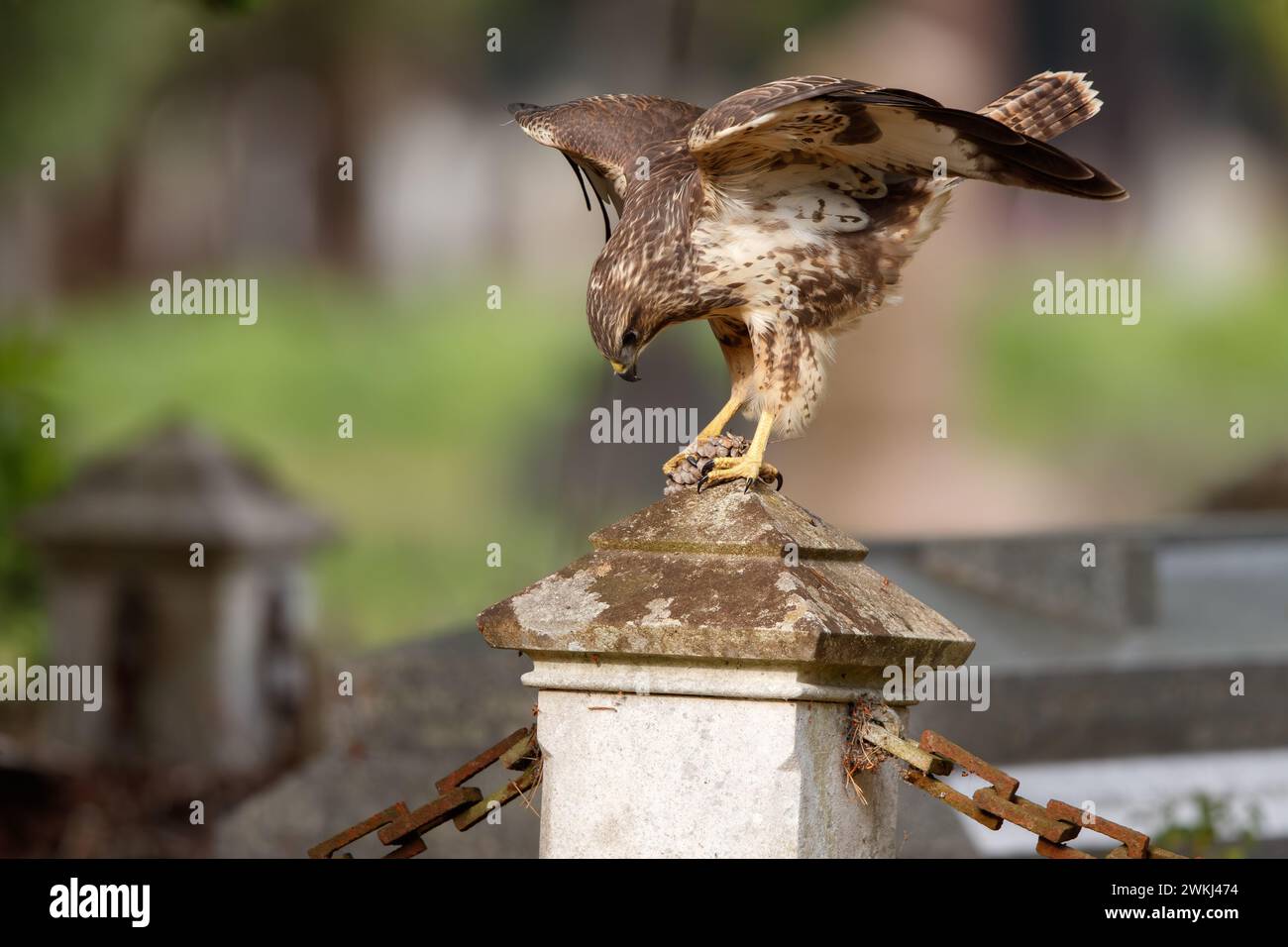 Buzzard dans le cimetière Banque D'Images Buzzard dans le cimetière Banque D'Images