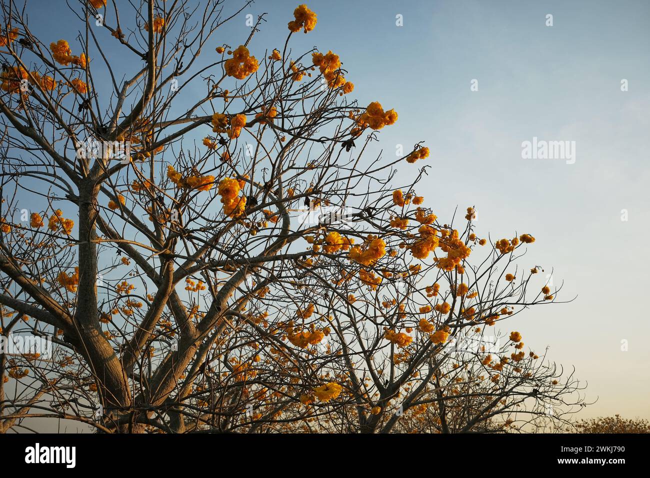 singha-park-banque-de-photographies-et-d-images-haute-r-solution-alamy