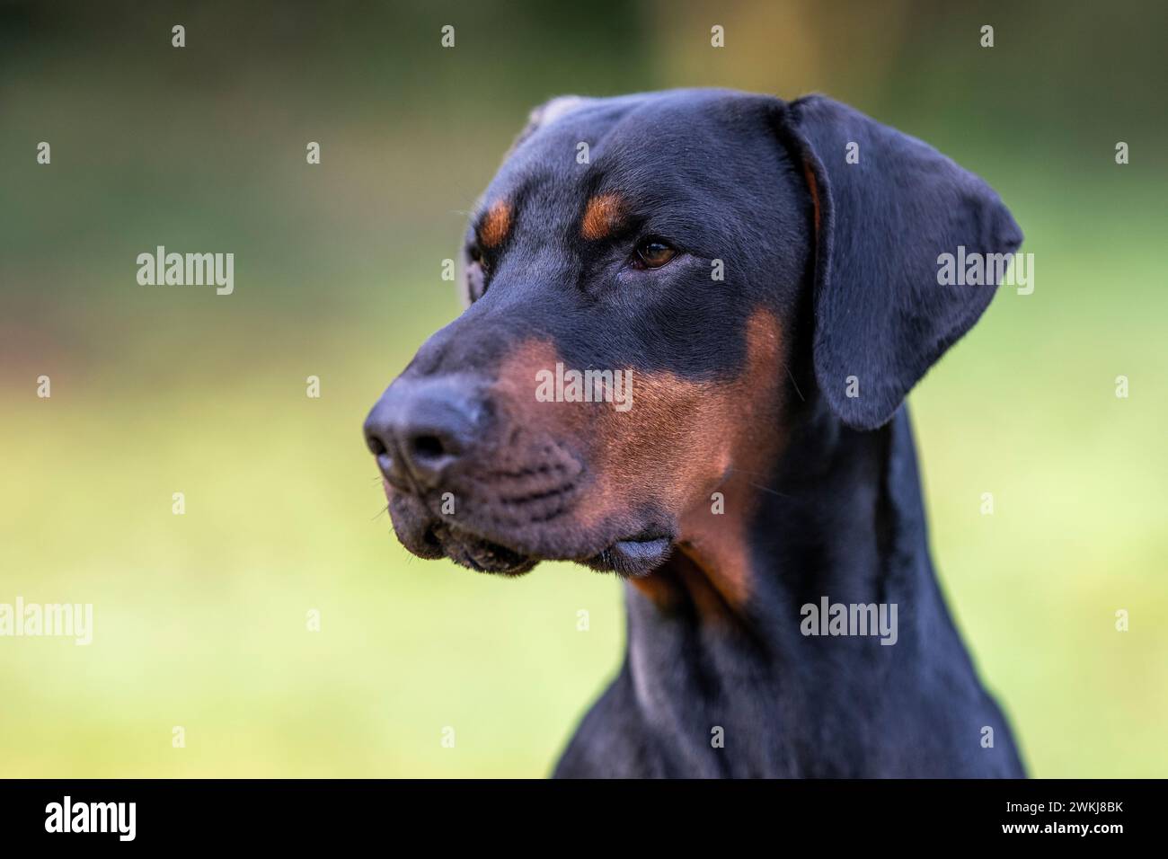 Portrait d'un chien Doberman dans le champ Banque D'Images