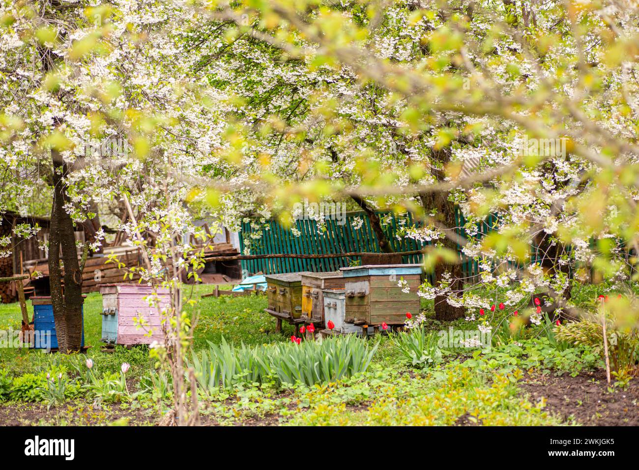 Ruches dans le jardin au printemps. Concept apicole. Banque D'Images