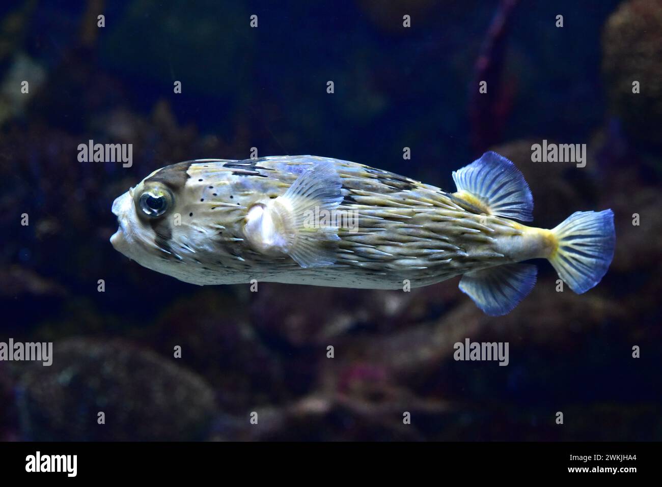 Le porc-épic à épine longue (Diodon holocanthus) est un poisson marin tropical. Banque D'Images